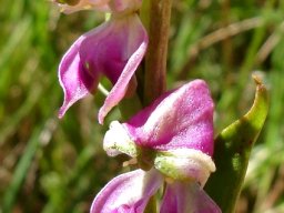 Disperis stenoplectron flowers