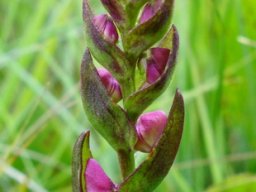 Disperis tysonii buds