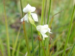 Disperis wealei floral bracts