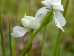 Disperis wealei flowers