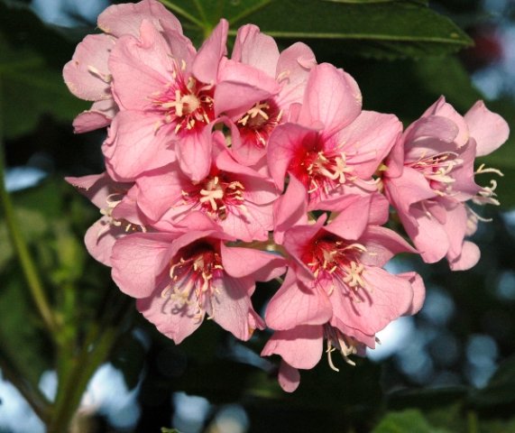 Dombeya burgessiae