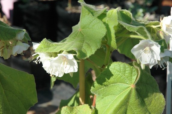 Dombeya burgessiae