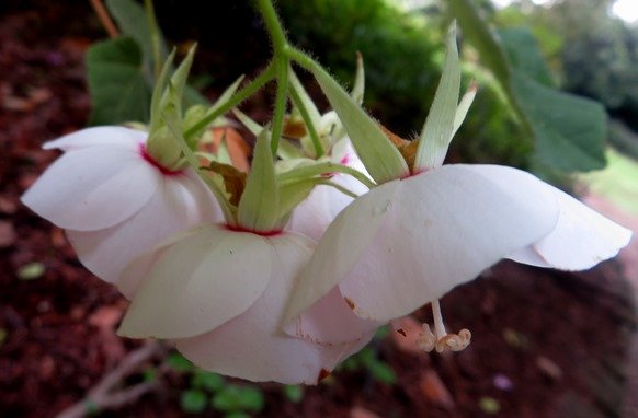 Dombeya pulchra flower cluster