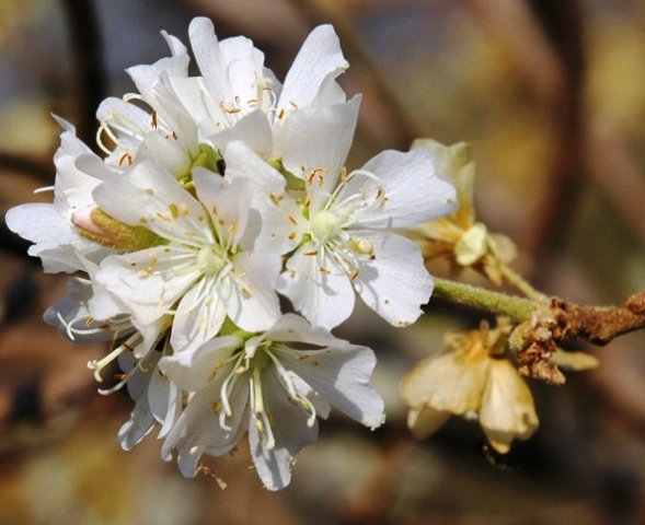 Dombeya rotundifolia flowers