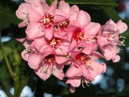 Dombeya burgessiae