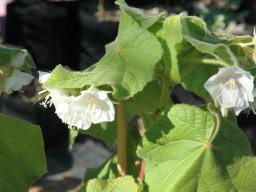 Dombeya burgessiae