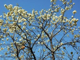 Dombeya rotundifolia
