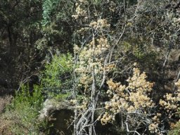 Dombeya rotundifolia fading flowers