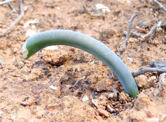 Drimia anomala