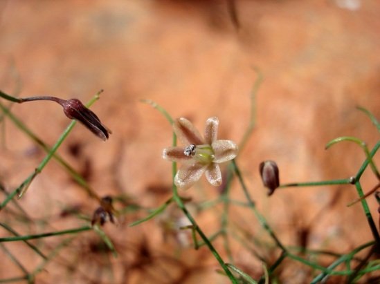 Drimia intricata
