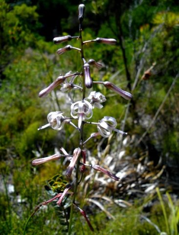Drimia media flowering stages