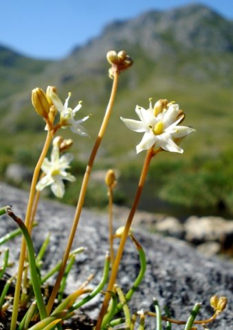 Drimia virens leaves present while flowering