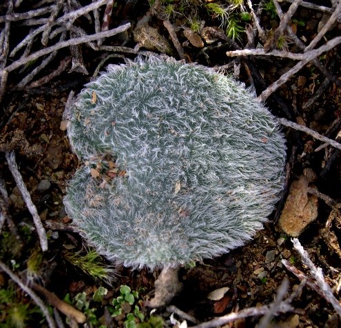 Drimia species woolly leaf