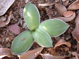 Drimia ciliata