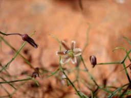 Drimia intricata