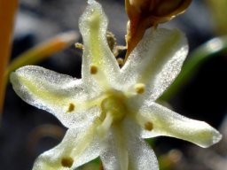 Drimia virens shining in the sun