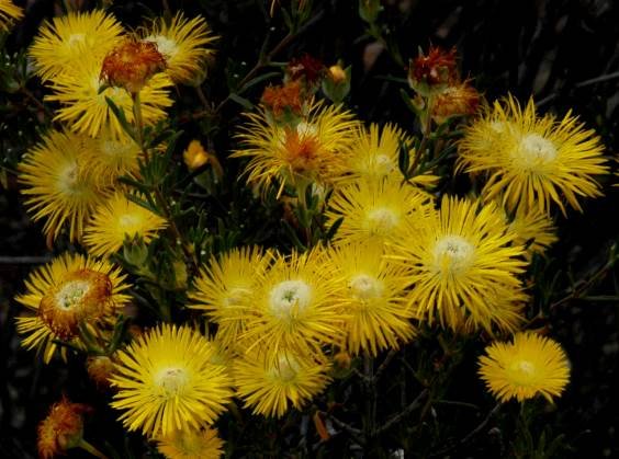 Drosanthemum chrysum