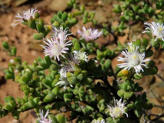 Drosanthemum giffenii flowers