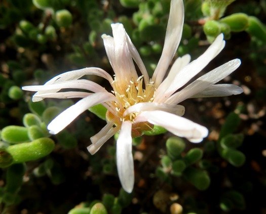 Drosanthemum schoenlandianum dishevelled flower