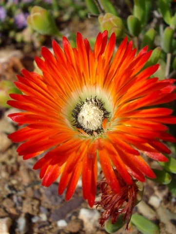Drosanthemum speciosum flower