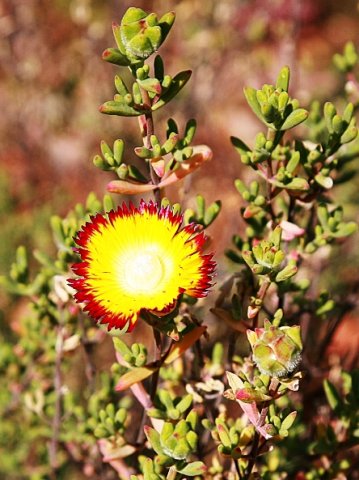 Drosanthemum bicolor in the Walter Sisulu National Botanical Garden