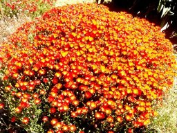 Drosanthemum