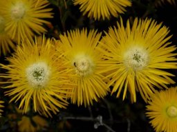 Drosanthemum chrysum flowers