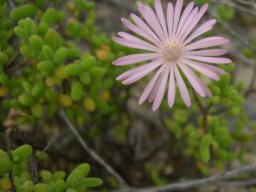 Drosanthemum crassum