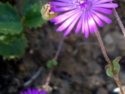 Drosanthemum duplessiae