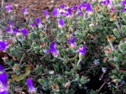 Drosanthemum hispidum
