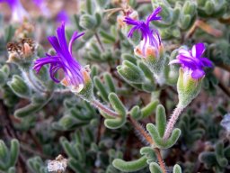 Drosanthemum hispidum leaves and flowers