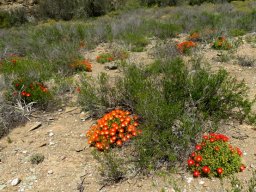 Drosanthemum micans