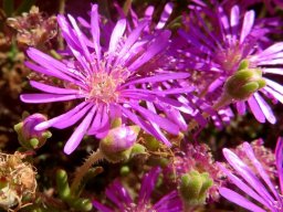 Drosanthemum prostratum flowers