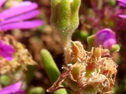 Drosanthemum prostratum bud