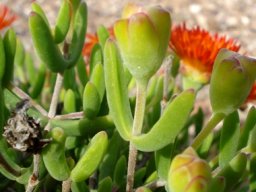 Drosanthemum speciosum leaves and buds