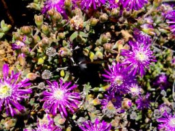 Drosanthemum tuberculiferum