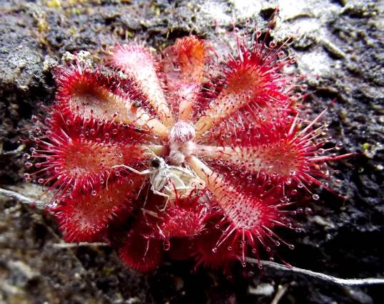 Drosera aliciae and white-legged meal