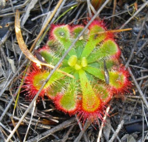 Drosera aliciae