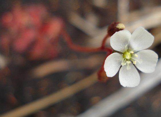Drosera trinervia flower