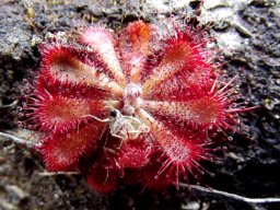 Drosera aliciae and white-legged meal