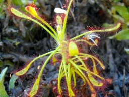 Drosera glabripes mature leaves