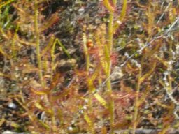 Drosera cistiflora
