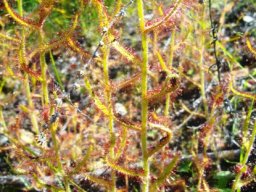 Drosera cistiflora leaves