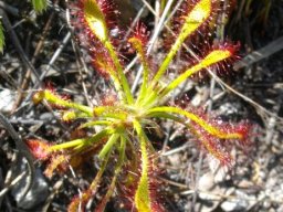 Drosera glabripes 