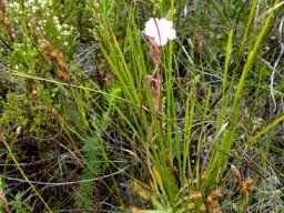 Drosera hilaris 