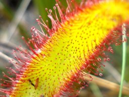 Drosera hilaris leaf or dining room