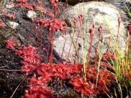 Drosera trinervia ready to bloom