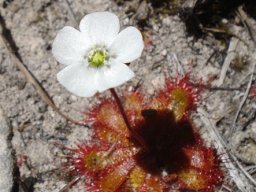 Drosera