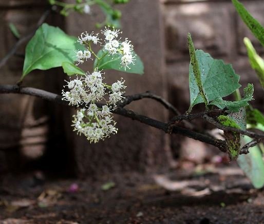 Ehretia