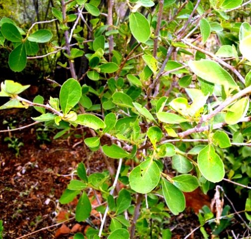 Ehretia amoena